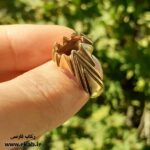 رکاب برنجی کیان مردانه